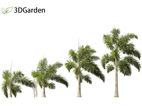 Syagrus sancona - Columbian Foxtail Palm 02 3D Model