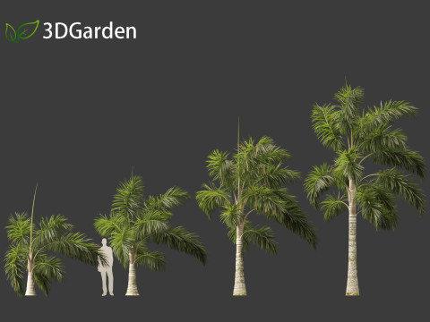 Syagrus sancona - Columbian Foxtail Palm 02 3D मॉडल