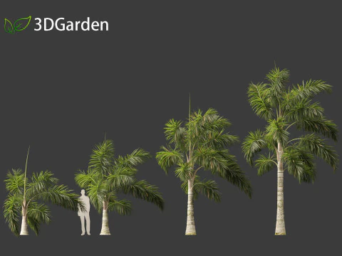 Syagrus sancona - Columbian Foxtail Palm 02 3D Model