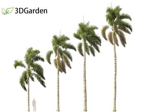 Syagrus sancona - Columbian Foxtail Palm 02 3D मॉडल