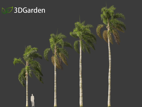 Syagrus sancona - Columbian Foxtail Palm 02 3D मॉडल