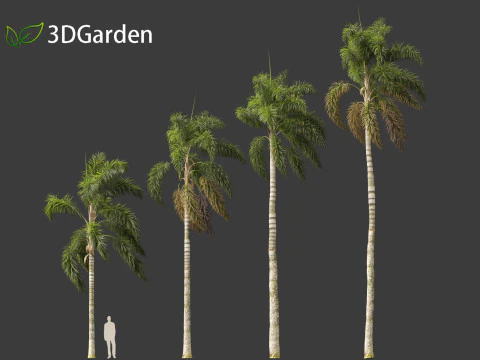 Syagrus sancona - Columbian Foxtail Palm 02 3D Model