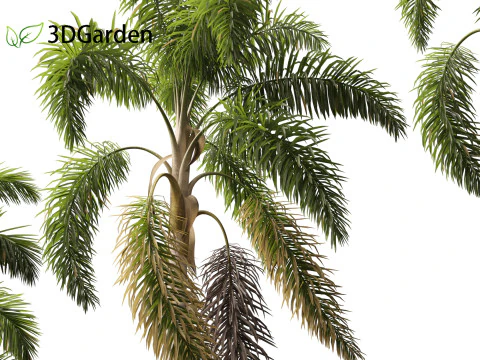 Syagrus sancona - Columbian Foxtail Palm 02 3D Model