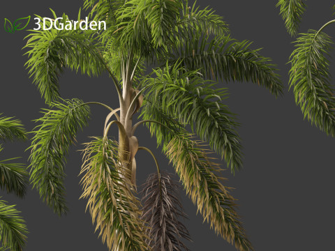 Syagrus sancona - Columbian Foxtail Palm 02 3D मॉडल