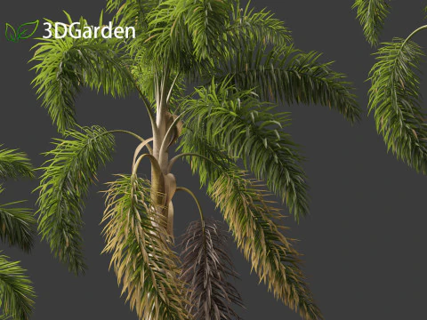 Syagrus sancona - Columbian Foxtail Palm 02 3D Model