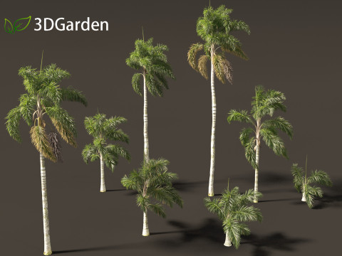 Syagrus sancona - Columbian Foxtail Palm 02 3D मॉडल