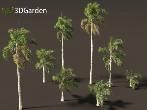 Syagrus sancona - Columbian Foxtail Palm 02 3D Model