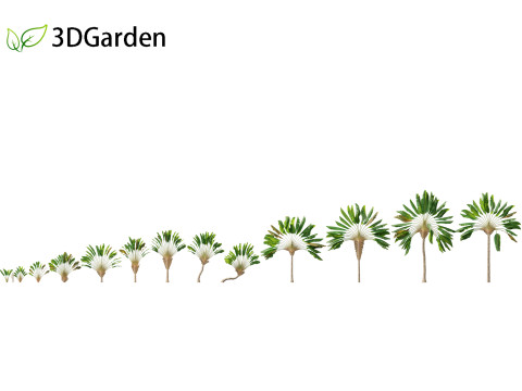 Ravenala madagascariensis - Travellers Palm 3D Модель