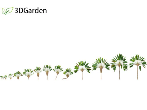 ラヴェナラ マダガスカリエンシス - トラベラーズ パーム 3Dモデル