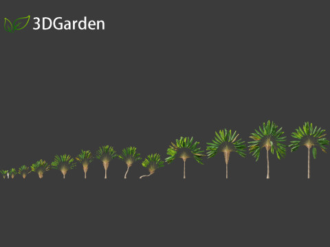 Ravenala madagascariensis - Travellers Palm Model 3D