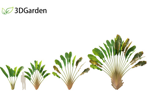 Ravenala madagascariensis - Travellers Palm Model 3D