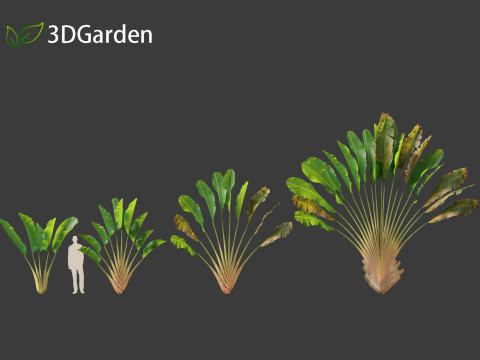 Ravenala madagascariensis - Travellers Palm Model 3D