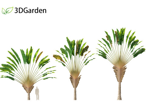 Ravenala madagascariensis - Travellers Palm Model 3D