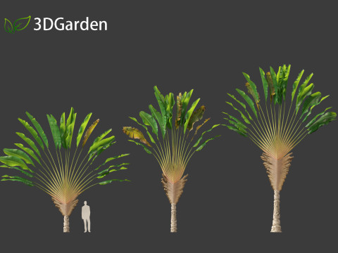 Ravenala madagascariensis - Travellers Palm Model 3D