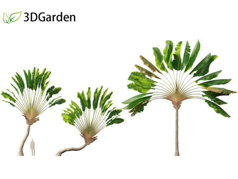 Ravenala madagascariensis - Travellers Palm Model 3D