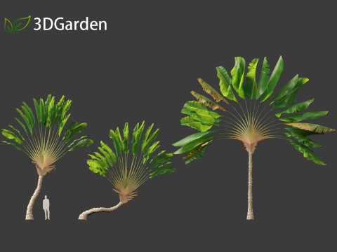 Ravenala madagascariensis - Travellers Palm Model 3D