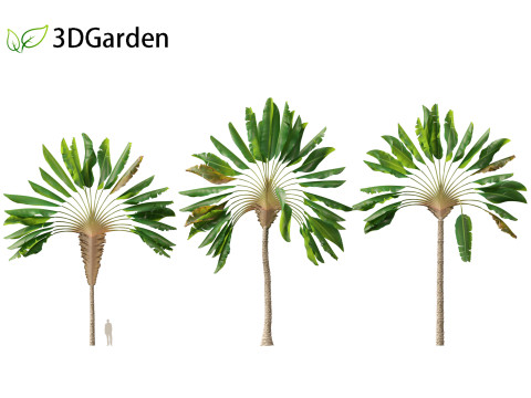Ravenala madagascariensis - Travellers Palm Model 3D