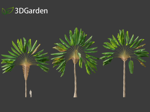 Ravenala madagascariensis - Travellers Palm Model 3D