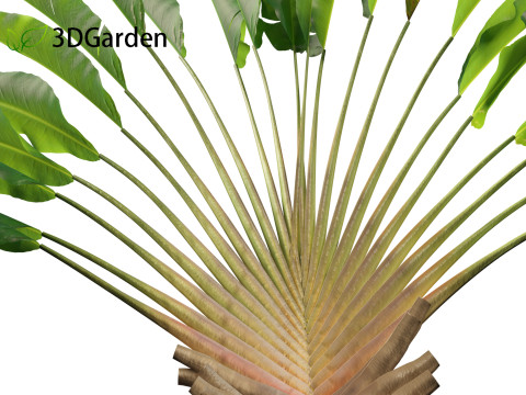 Ravenala madagascariensis - Travellers Palm Model 3D
