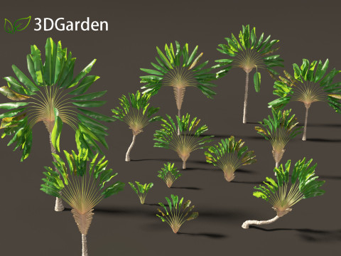 Ravenala madagascariensis - Travellers Palm Model 3D