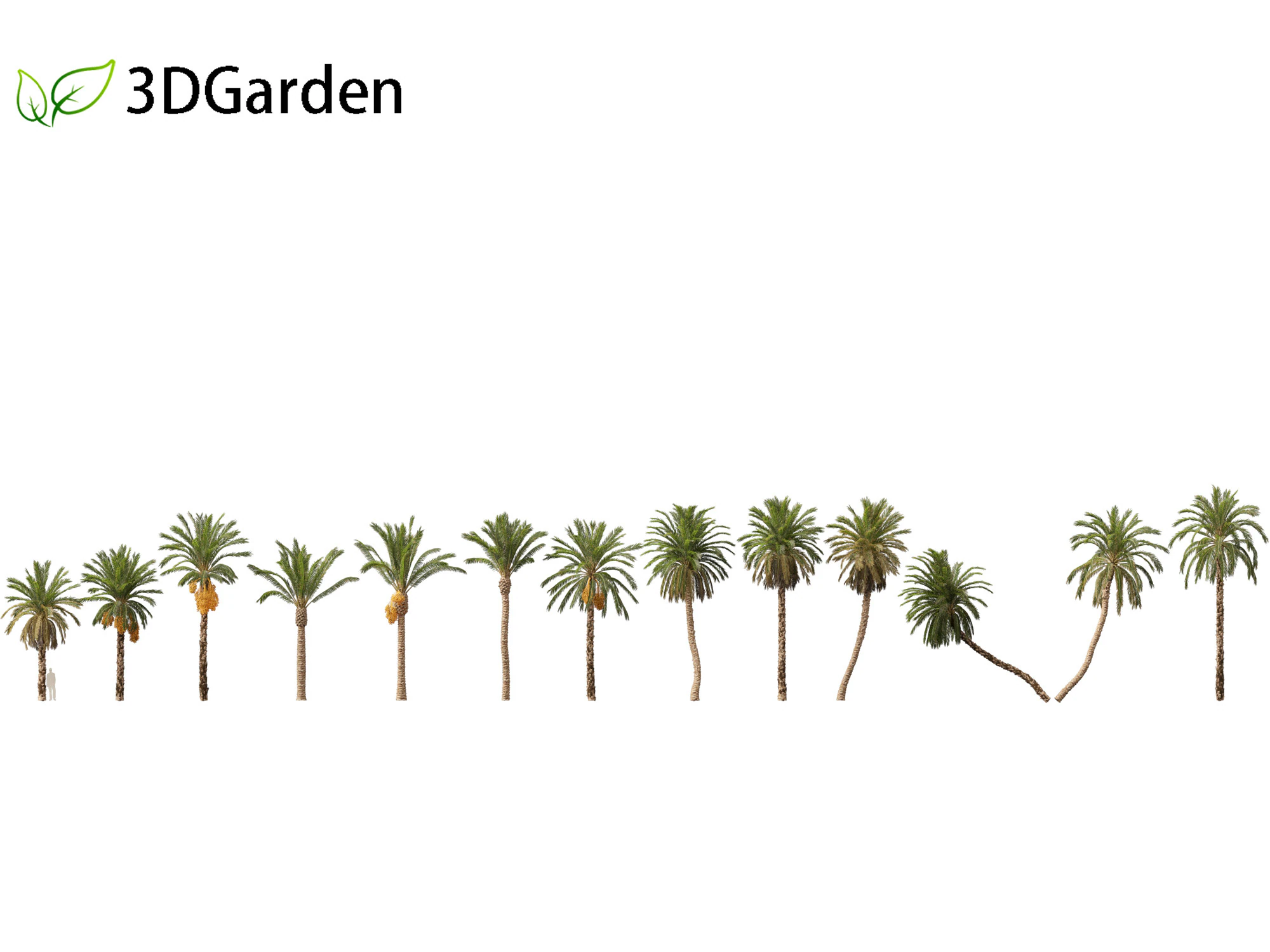 Phoenix dactylifera - Date palm 01 3D Model .c4d .max .obj .3ds .fbx .stl .blend