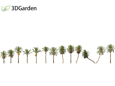 Phoenix dactylifera - Tamareira 01 Modelo 3D