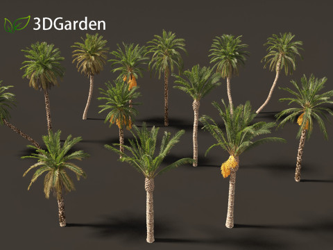 Phoenix dactylifera - Date palm 01 3D Model