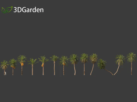 Phoenix dactylifera - Date palm 01 3D Model