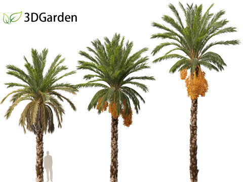 Phoenix dactylifera - Date palm 01 3D Model