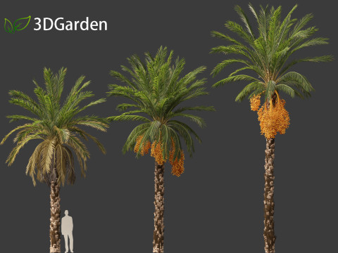 Phoenix dactylifera - Date palm 01 3D Model