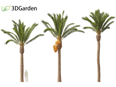 Phoenix dactylifera - Date palm 01 3D Model