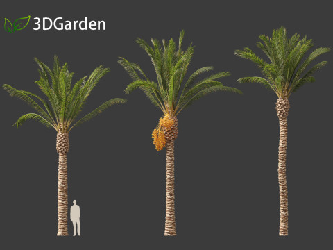 Phoenix dactylifera - Date palm 01 3D Model