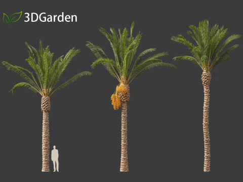 Phoenix dactylifera - Date palm 01 3D Model