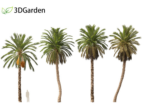 Phoenix dactylifera - Date palm 01 3D Model