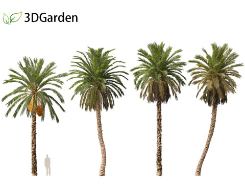 Phoenix dactylifera - Date palm 01 3D Model