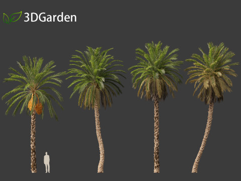 Phoenix dactylifera - Date palm 01 3D Model