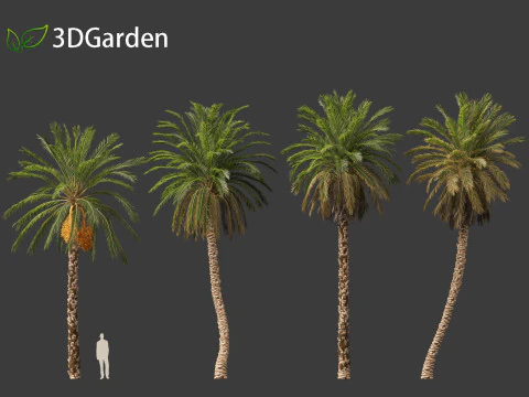 Phoenix dactylifera - Date palm 01 3D Model