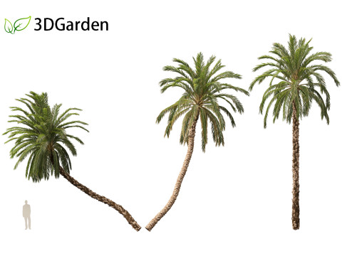 Phoenix dactylifera - Date palm 01 3D Model