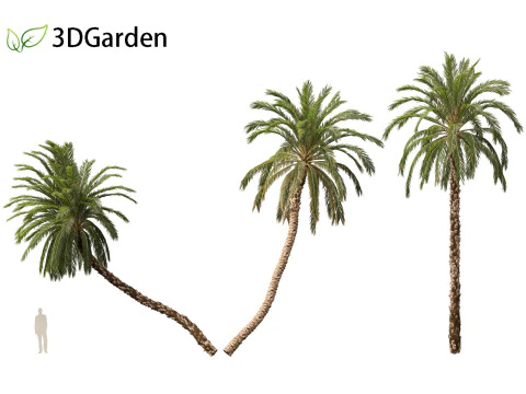 Phoenix dactylifera - Date palm 01 3D Model