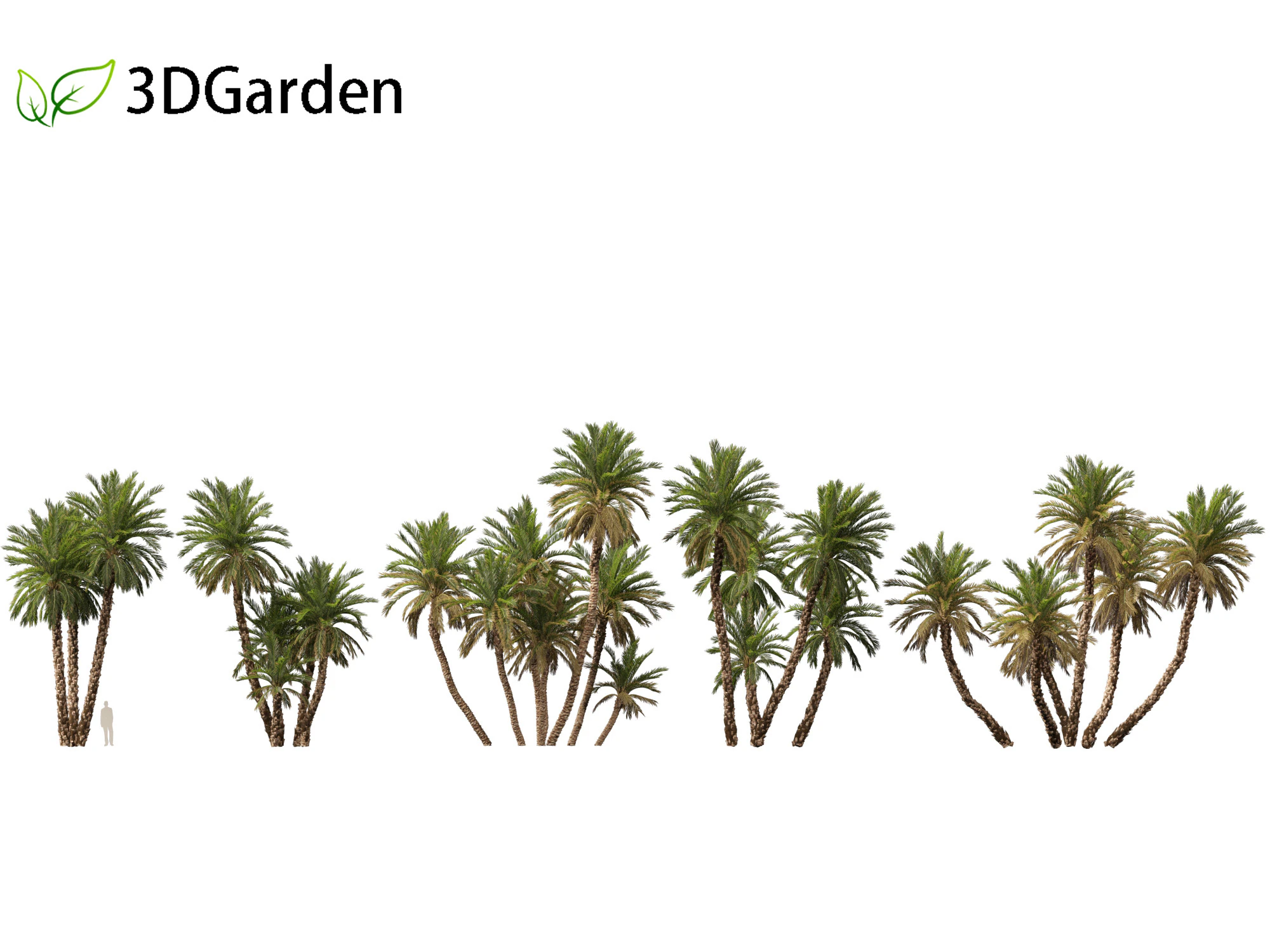 Phoenix dactylifera - Date palm 02 3D Model .c4d .max .obj .3ds .fbx .stl .blend