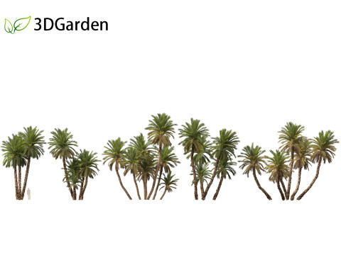Phoenix dactylifera - Date palm 02 3D Модель