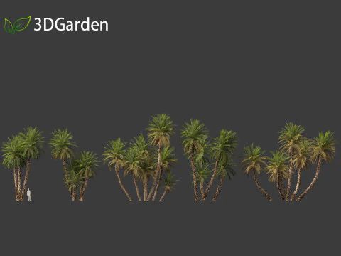 Phoenix dactylifera - Date palm 02 3D Model