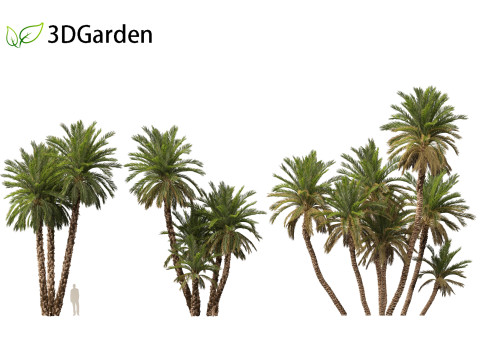 Phoenix dactylifera - Date palm 02 3D Model