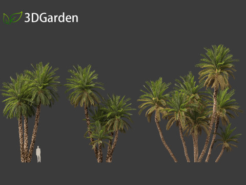 Phoenix dactylifera - Date palm 02 3D Model