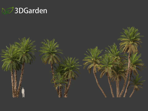 Phoenix dactylifera - Date palm 02 3D Model