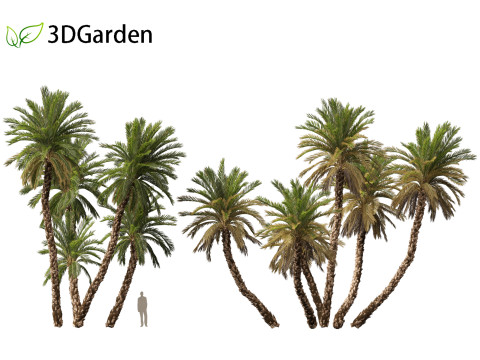 Phoenix dactylifera - Date palm 02 3D Model