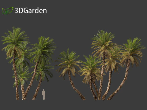 Phoenix dactylifera - Date palm 02 3D Model