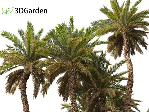 Phoenix dactylifera - Date palm 02 3D Model