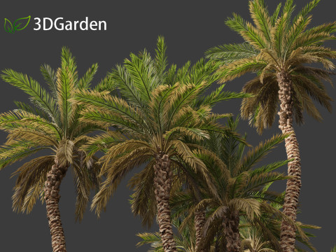 Phoenix dactylifera - Date palm 02 3D Model