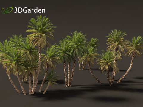 Phoenix dactylifera - Date palm 02 3D Model